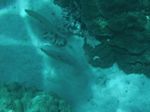 Snorkeling at Cpt Cook Monument
